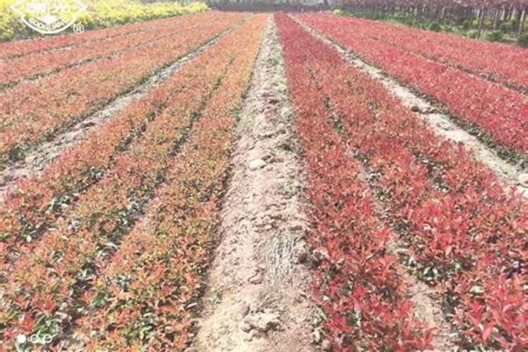 红叶石楠叶面能施磷酸二氢钾吗？