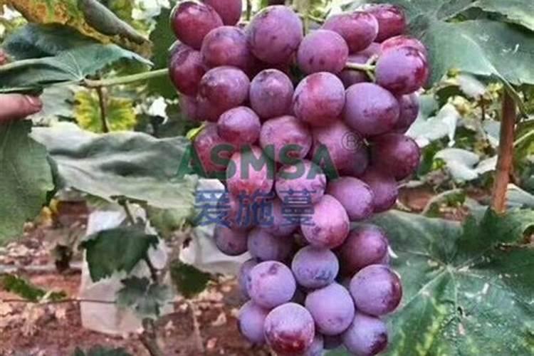 葡萄补钙后仍然缺钙原因(给葡萄补钙什么钙肥最好)