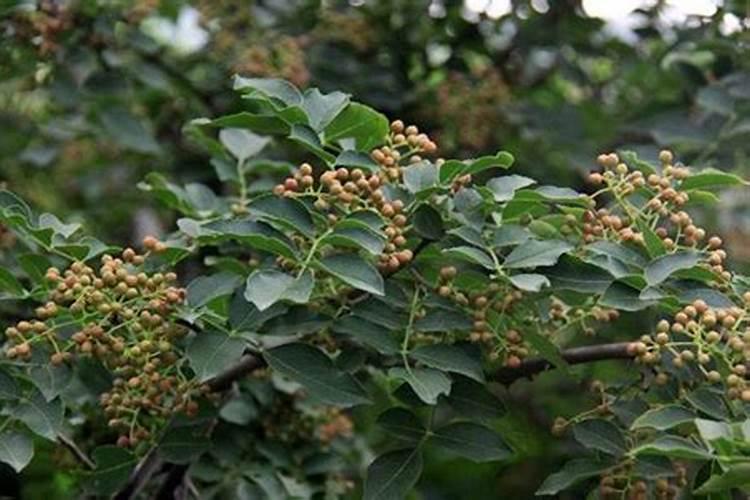 李子树和花椒树用什么肥最好？