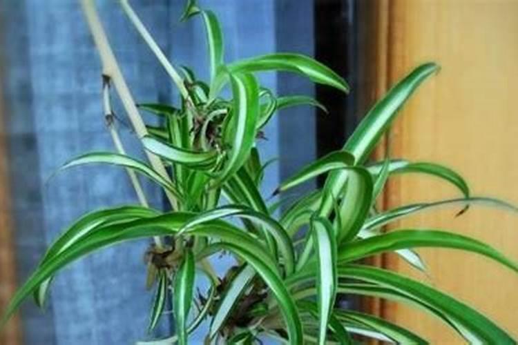 菜籽饼施肥的植物介绍 菜籽饼适合给什么菜施肥