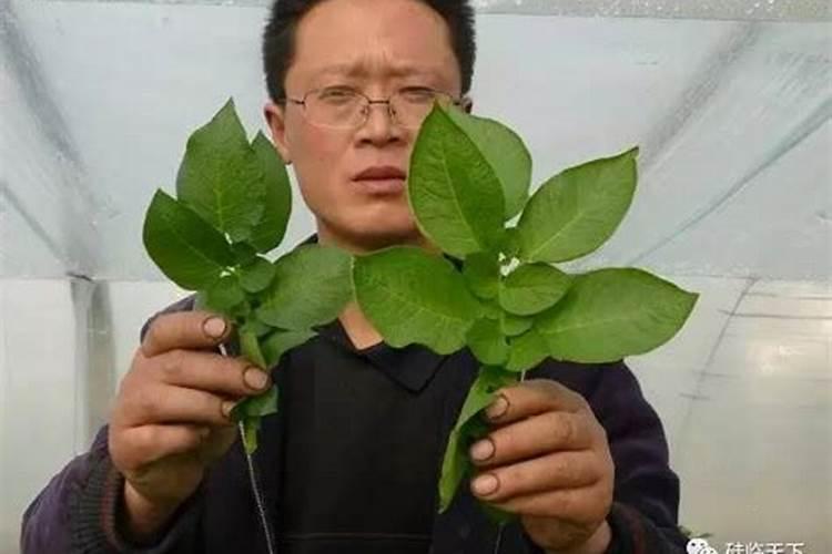 水肥一体化的滴灌施肥有哪些优点