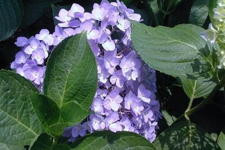 绣球叶子长的非常大就是不开花(只长叶子不开花原因)
