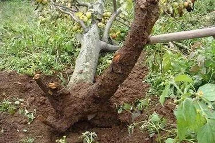 农户种植的苹果树生长不旺,有小叶病应该如何去防治呢？