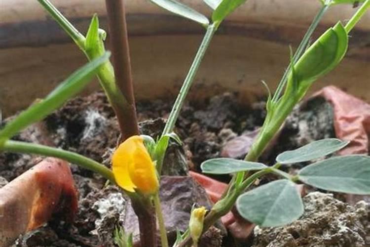 冬天怎么养护茶花才能让它开花更多