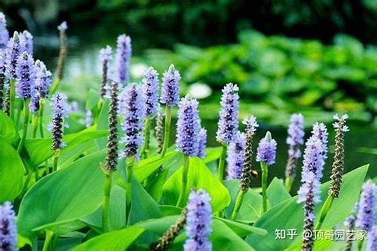 杜鹃花如何施肥、浇水、换土