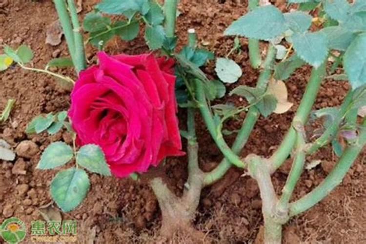 植物多糖有哪些