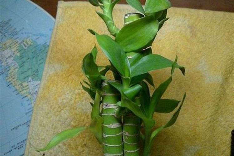水莲子怎么种植
