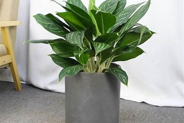 观叶植物施肥真的需要多氮吗？