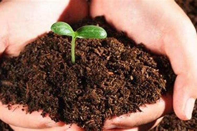 玉米喷完叶面肥多久能喷除草剂？