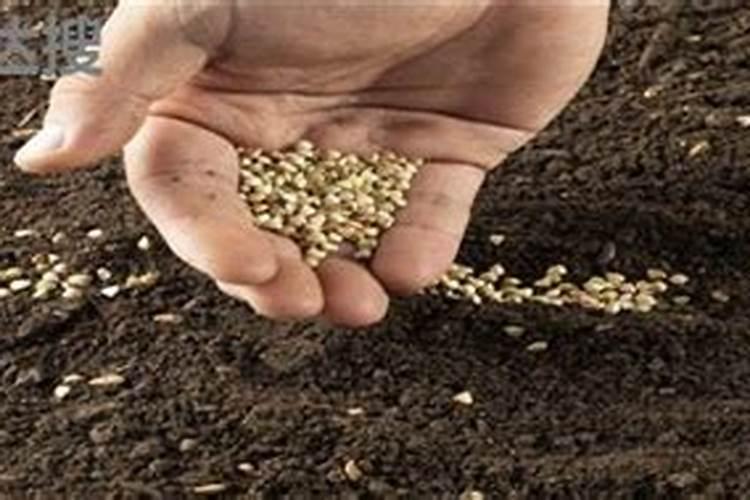 草木灰可以和复合肥一起施肥吗 尿素和草木灰可以一起下吗