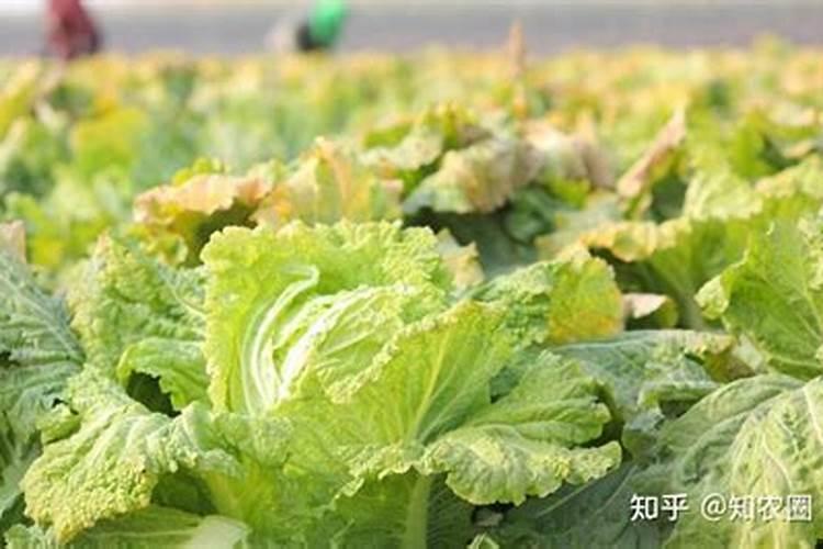 扦插小苗怎么施肥