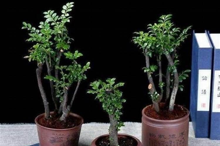 小叶紫檀树用什么肥料
