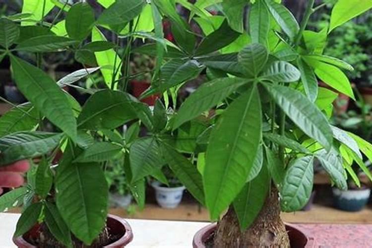 盆栽月季花要施什么肥,一般什么时候施肥？