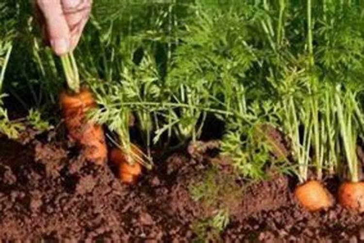 磷肥是什么肥料 磷肥是什么