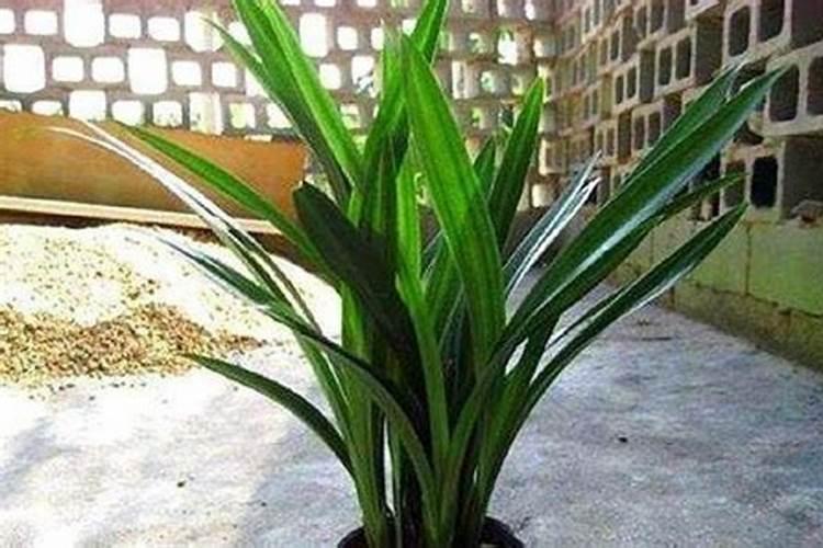 兰花花芽分化期怎么养护快速开花
