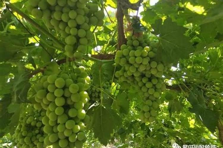 葡萄种植需要施什么肥料