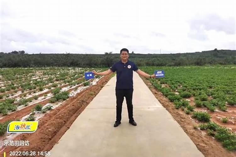 小葱用什么肥料长得快(种小葱需要喷施什么叶面肥)