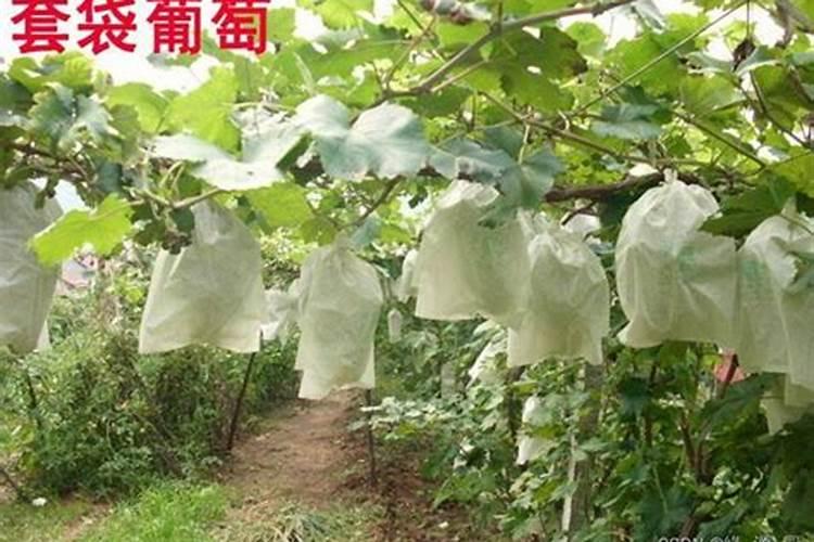 套袋黄桃能叶面喷钾肥吗？
