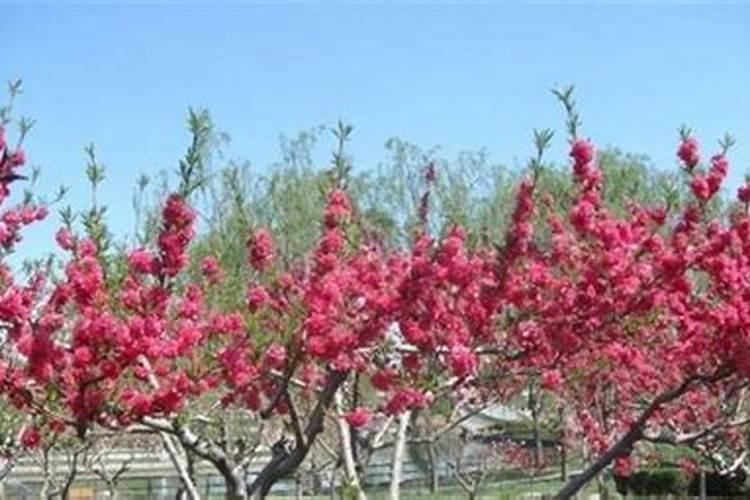 栀子花冬天怎么浇水