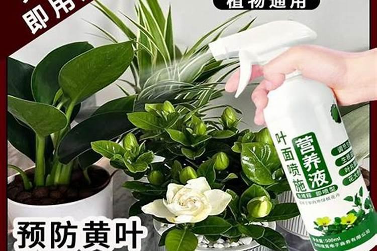 水溶肥是什么肥料