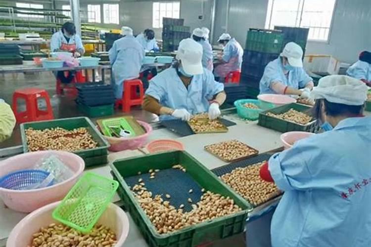 金鱼吊兰自制肥方法,4个步骤施肥促使生长茂盛