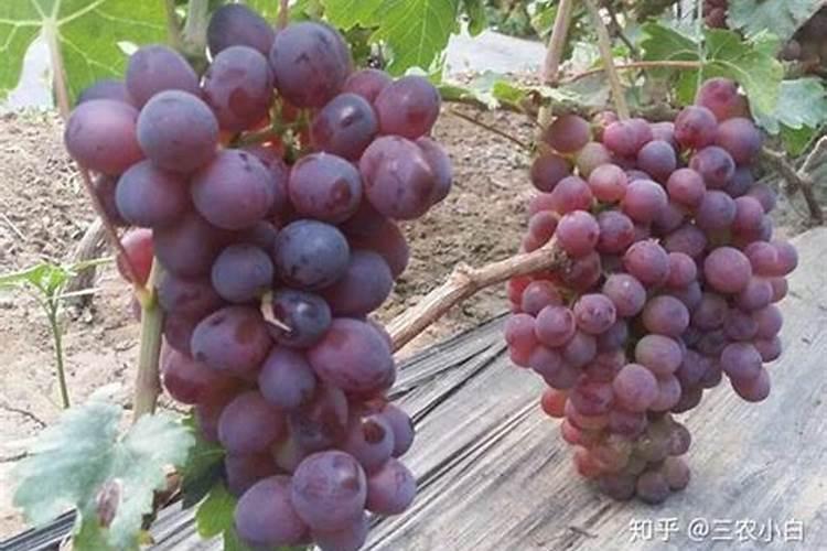 磷酸二氢钾能浇青菜吗？