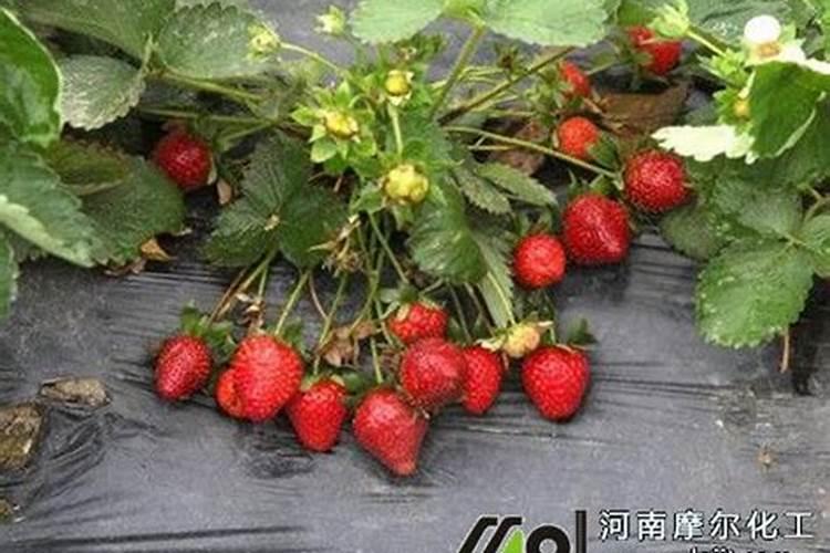 赤霉素、芸苔素、多效唑用法大汇总!