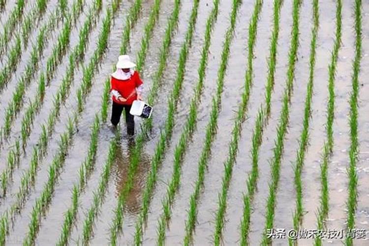 大量元素肥料指的是什么