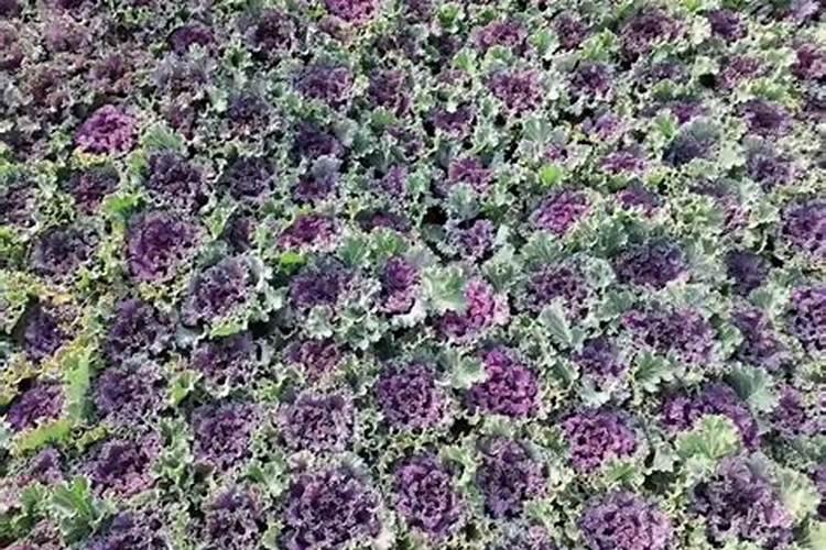 种植甘蓝到底应该施用硫酸钾还是氯化钾呢？为什么？