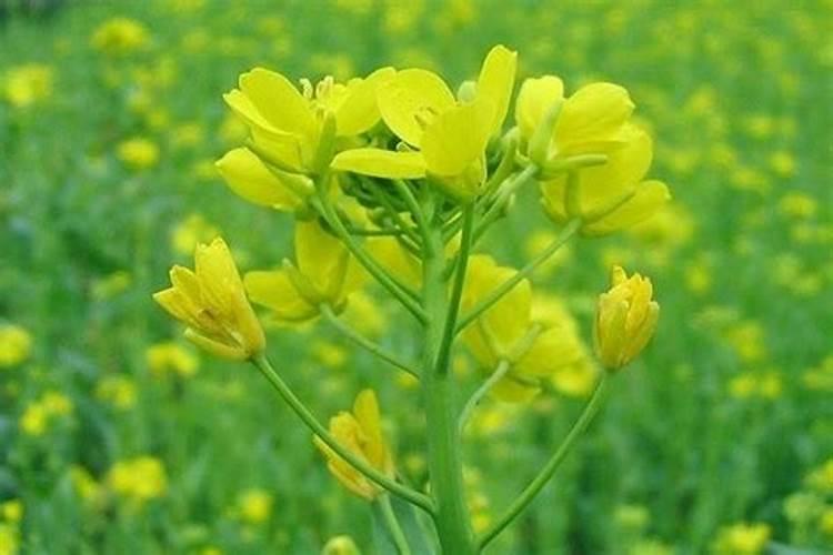 小雨可以撒施冲施肥吗