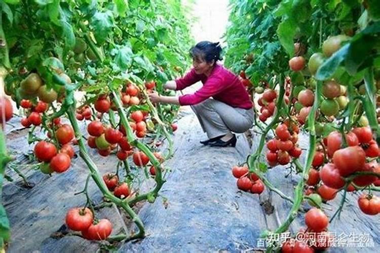 西红柿施用钾肥