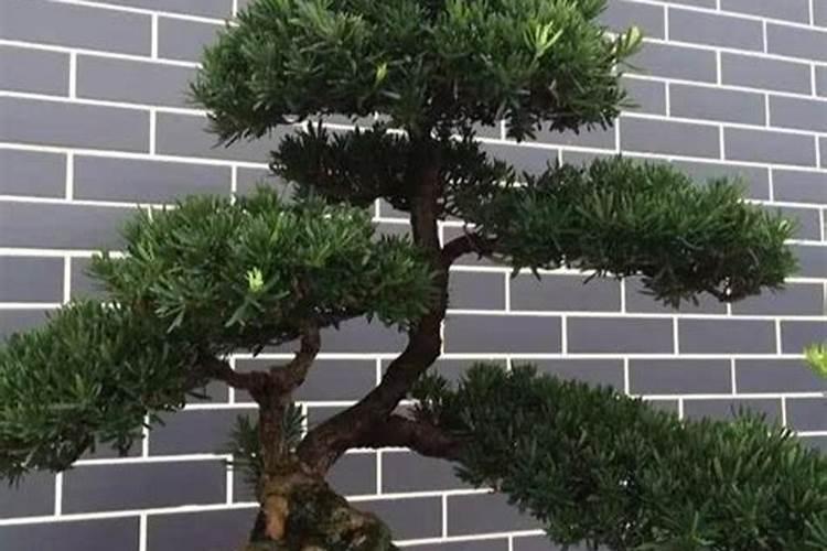土豆浇什么肥料合适