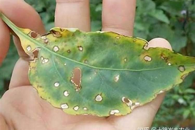 打完玉米除草剂没洗喷雾器就给花生打了页面肥会对花生有影响吗？