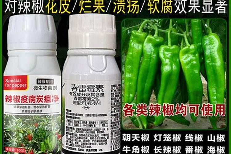 辣椒疫病用什么杀菌药最好