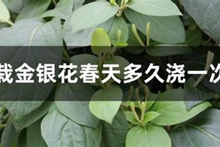 金银花的养殖方法和注意事项