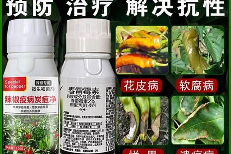 专治辣椒炭疽病特效药 辣椒炭疽病图片及防治用什么药