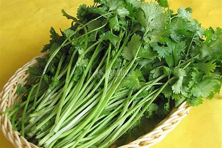 鱼蛋白肥料的使用技巧