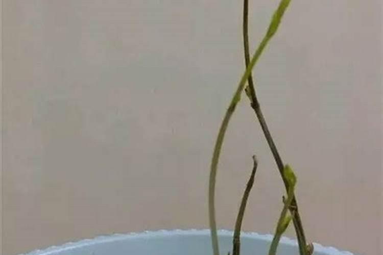 江西能种植黄芪吗