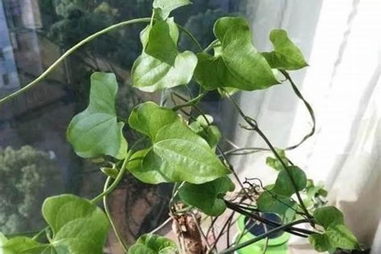 光碳核肥基肥怎么用效果最好