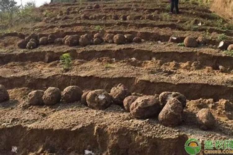 海拔400米适合种植什么药材？