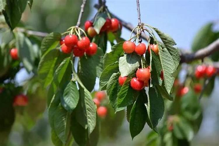 兰花不开花是什么原因所造成的