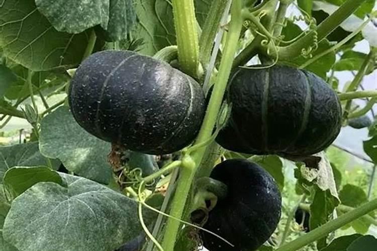 葡萄开花期能浇水吗