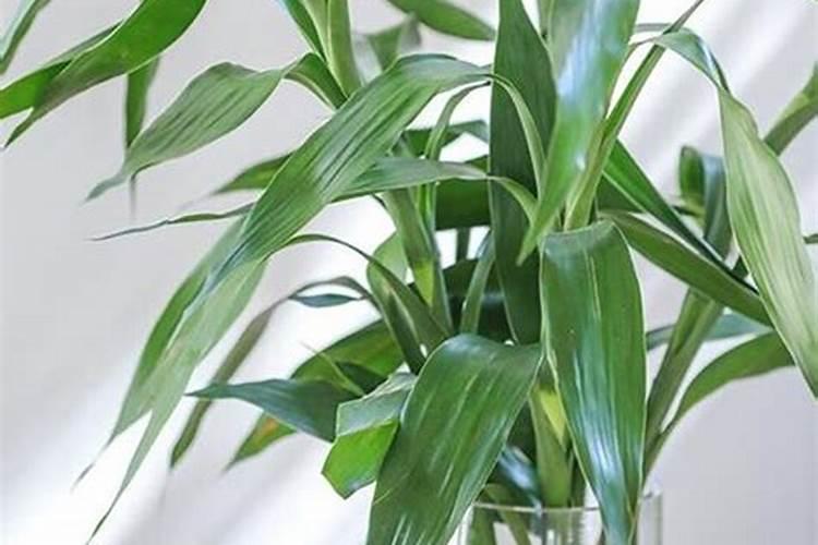 腐植酸水溶肥是什么肥料 腐植酸水溶肥料的作用有哪些