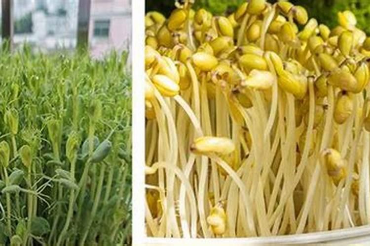 黄豆叶子发黄是什么原因 黄豆应该怎么种植