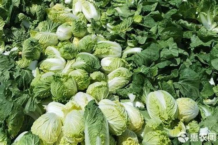 娃娃菜施肥用什么肥料