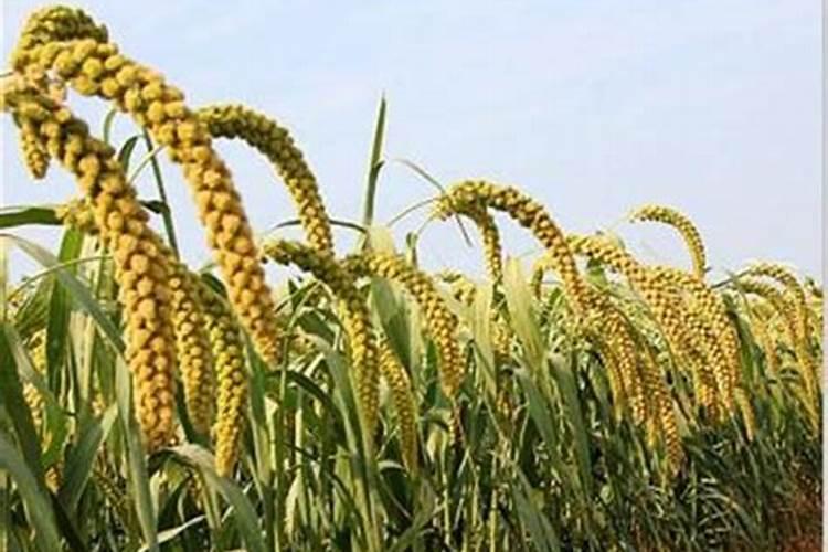 瓜果蔬菜喷叶面肥有什么好处