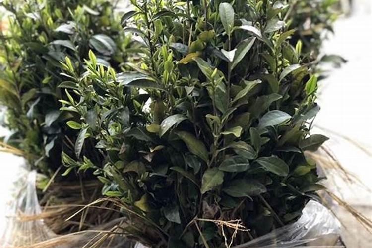 夏天茶树叶面肥施肥技术夏茶叶面肥施用的关键点