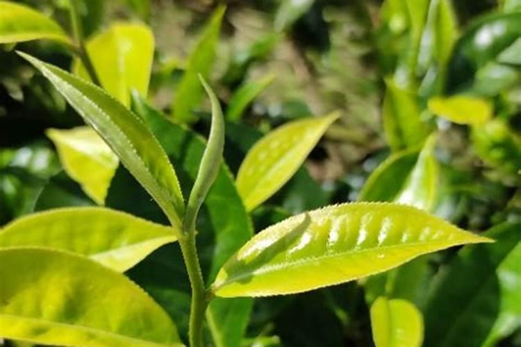 茶叶叶面肥催芽肥的正确使用