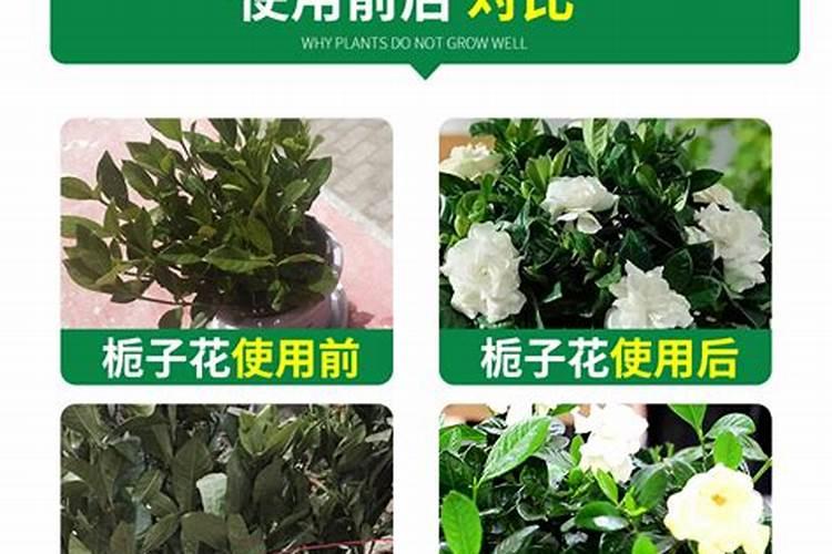 栀子花花肥哪种好？来说说