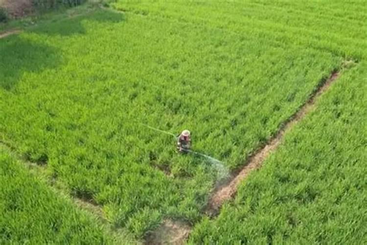 第一年新种的葡萄苗该施什么肥料